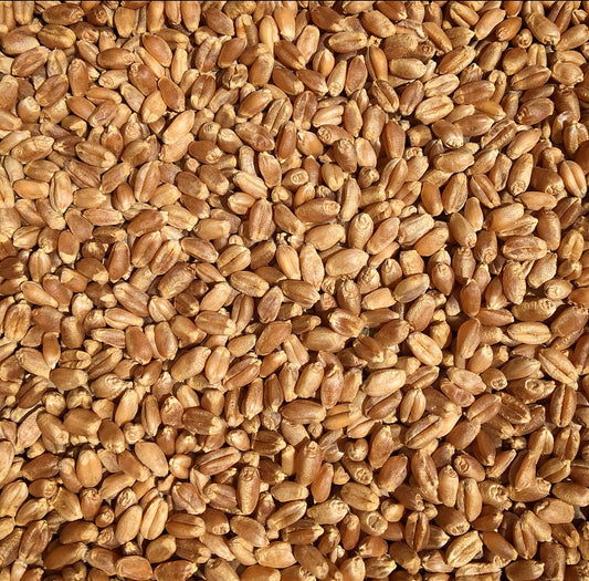 Organic Hard Red Spring Wheat Berries